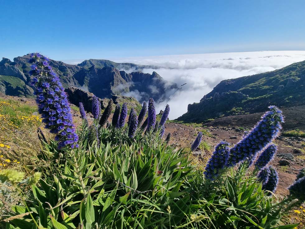 Pride of Madeira